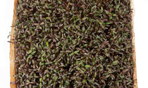 Living Red Amaranthus Microgreens - 1 Box - Gourmet Garden