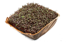 Living Red Amaranthus Microgreens - 1 Box - Gourmet Garden