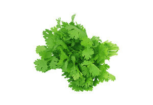 Coriander (Root cut)