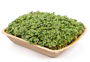 Mustard Microgreens