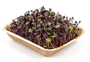 Purple Radish Microgreens