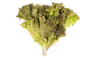 Lollo Rosso Lettuce