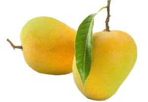 Mango - Alphonso