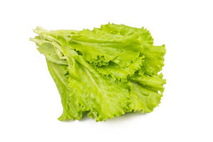 Green Batavia Lettuce