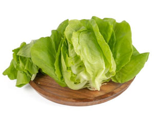 Baby Butterhead Lettuce