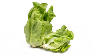 Baby Butterhead Lettuce - Gourmet Garden