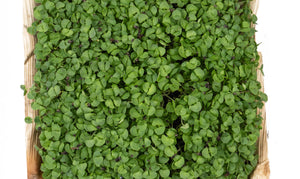 Living Italian Basil Microgreens - 1 Box - Gourmet Garden
