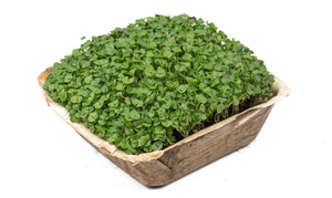 Living Italian Basil Microgreens - 1 Box - Gourmet Garden