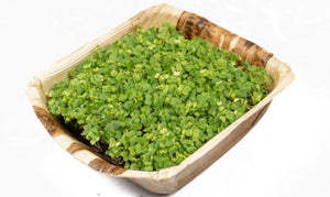 Bok Choy Microgreens - Gourmet Garden