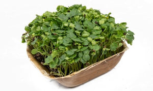 Gongura Microgreens - Gourmet Garden
