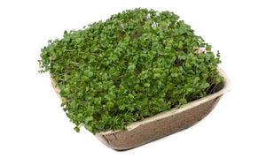 Turnip Microgreens